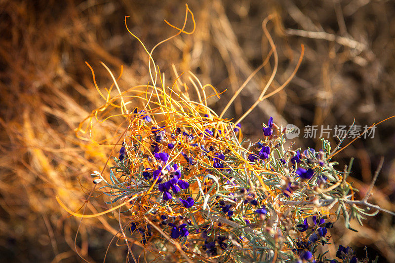 靛蓝灌木寄主植物上的Chaparral Dodder, Anza-Borrego沙漠州立公园